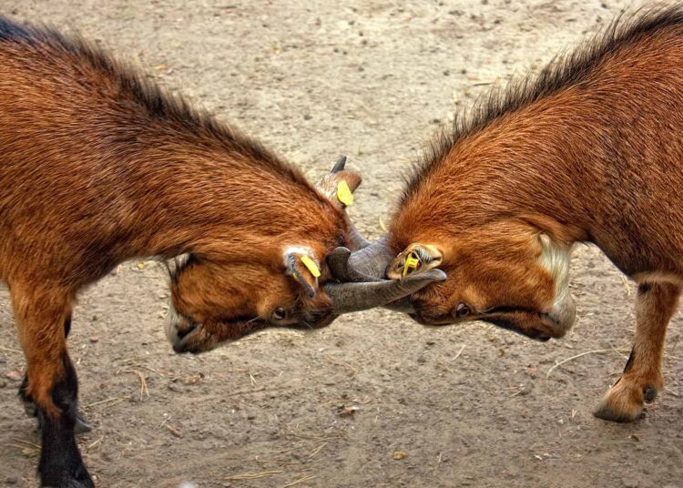 Ton frère/ta sœur arrive à l’unif : Comment maîtriser tes envies de meurtre ?