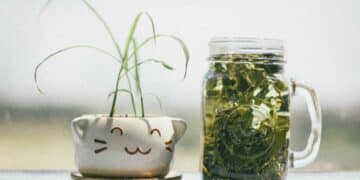 verre plante zero dechet accessoires