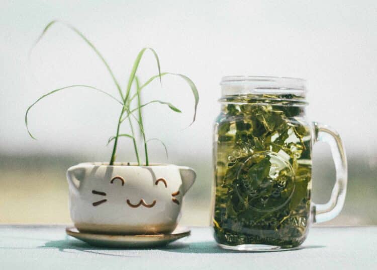 verre plante zero dechet accessoires