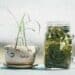 verre plante zero dechet accessoires