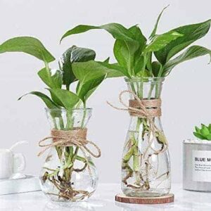 Vase moderne transparent pour les plantes 