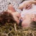 couple herbe