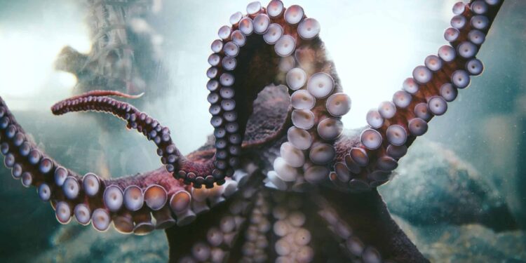 photo poulpe tentacule plats