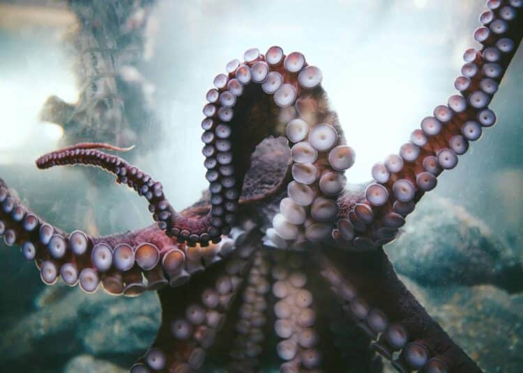 photo poulpe tentacule plats