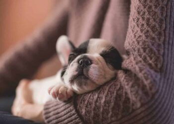 chiot endormi bras preuves chien enfant