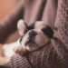 chiot endormi bras preuves chien enfant