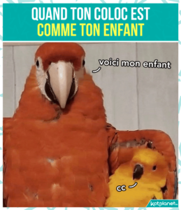 Coloc est comme ton enfant