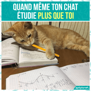 meme mon chat travaille plus