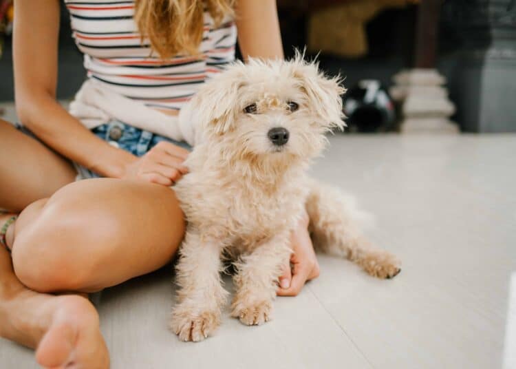 pexels-julia-volk-etudiante avec son chien - Les raisons d'adopter un animal en coloc