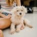 pexels-julia-volk-etudiante avec son chien - Les raisons d'adopter un animal en coloc