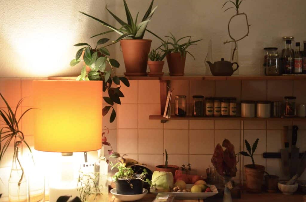 pexels-skylar-kang-plantes dans une cuisine - 5 plantes à mettre dans une chambre de kot