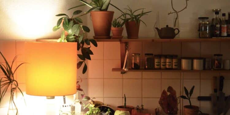 pexels-skylar-kang-plantes dans une cuisine - 5 plantes à mettre dans une chambre de kot