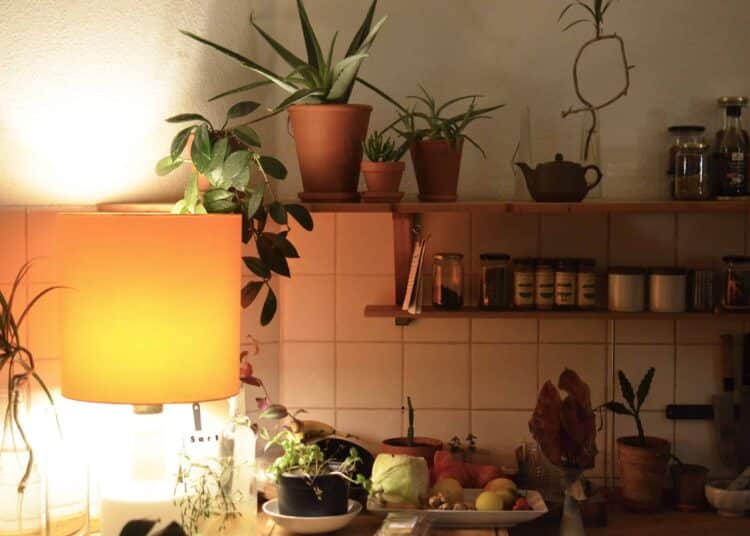 pexels-skylar-kang-plantes dans une cuisine - 5 plantes à mettre dans une chambre de kot