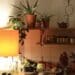 pexels-skylar-kang-plantes dans une cuisine - 5 plantes à mettre dans une chambre de kot