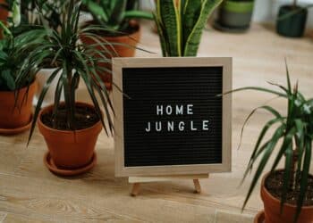 pexels-cottonbro-plantes - accessoires pour les fans de plantes