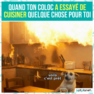 meme coloc essaye cuisiner