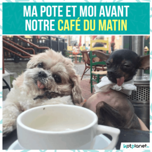 meme moi et pote avant cafe