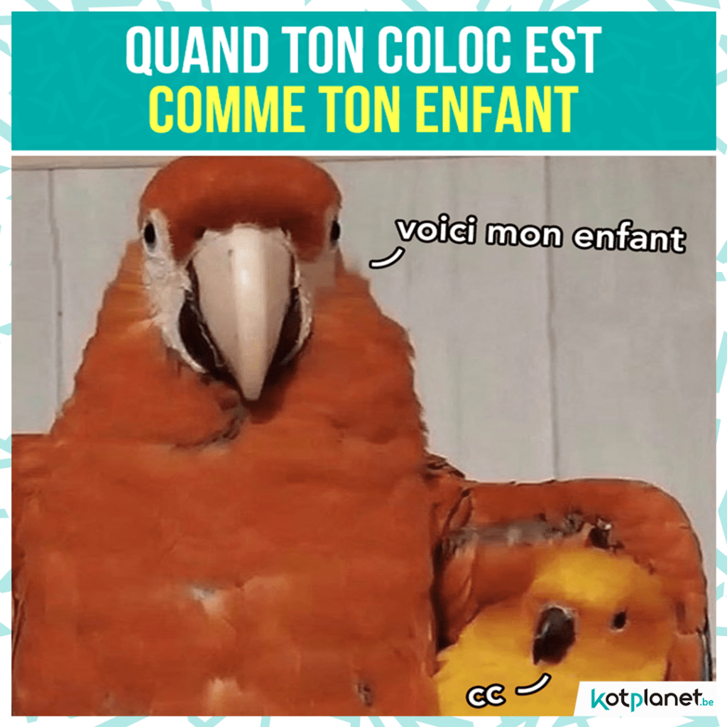 meme coloc mon enfant