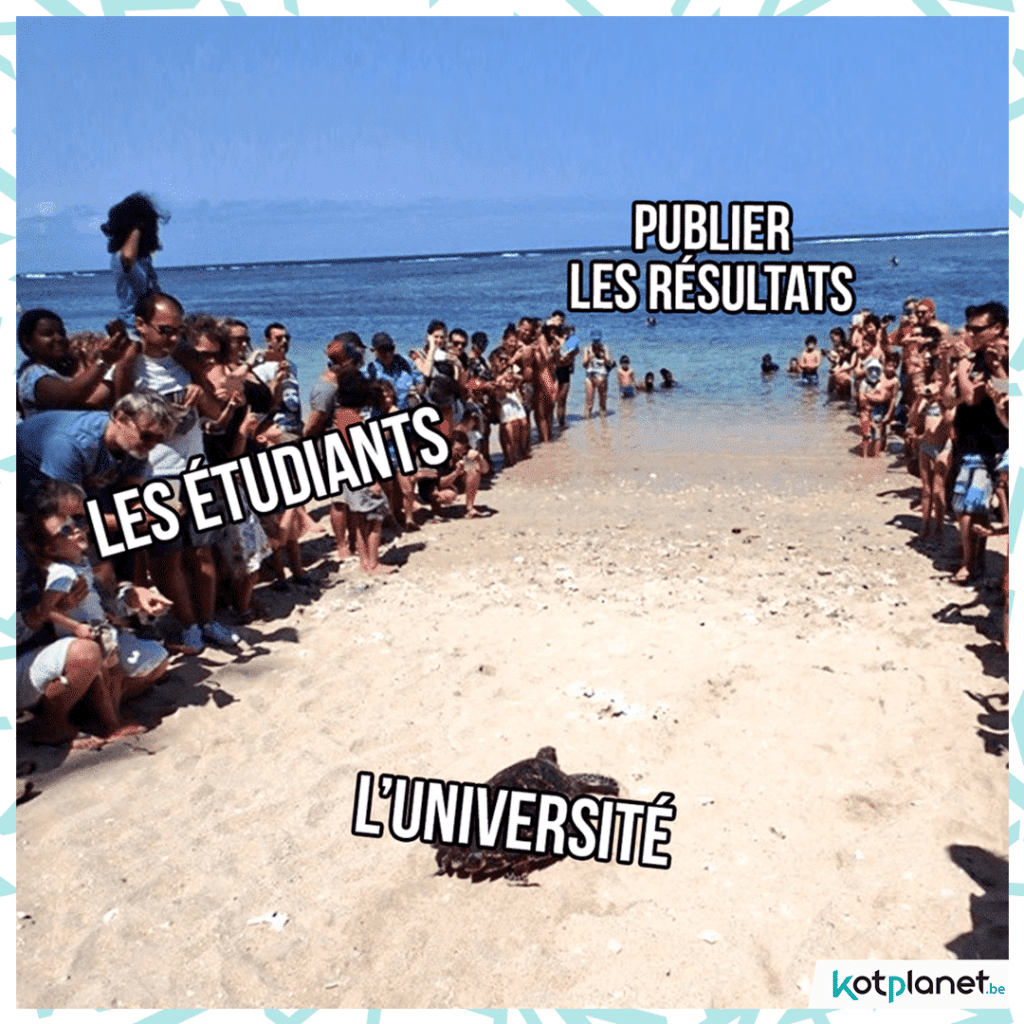 meme tortue universite remise resultats