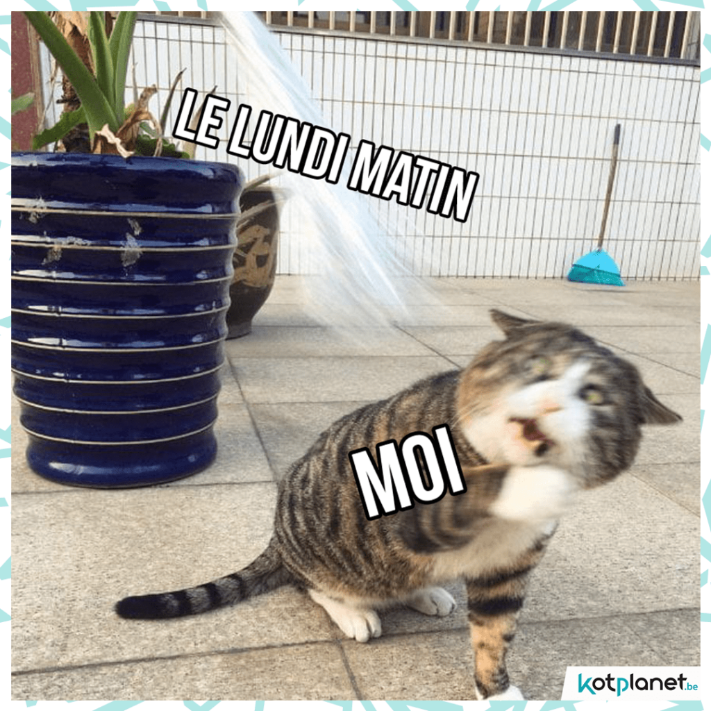 meme-moi-chat-lundi-matin