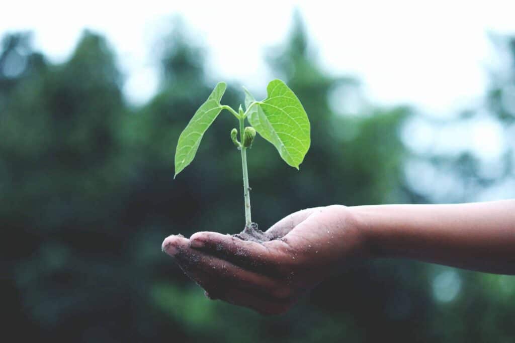 pexels-akil-mazumder-plante qui pousse dans une main - la transition écologique devenz actif et participez au débat