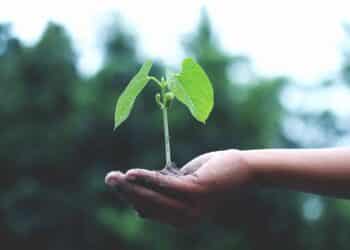 pexels-akil-mazumder-plante qui pousse dans une main - la transition écologique devenz actif et participez au débat