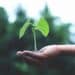 pexels-akil-mazumder-plante qui pousse dans une main - la transition écologique devenz actif et participez au débat