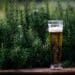 pexels-michelle-riach-bière dans un buisson - fini les oeufs, Marie Pontoise à choici la bière