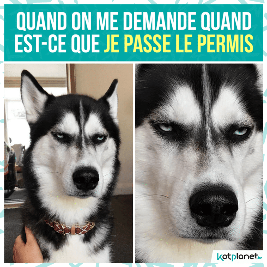 meme quand passe permis