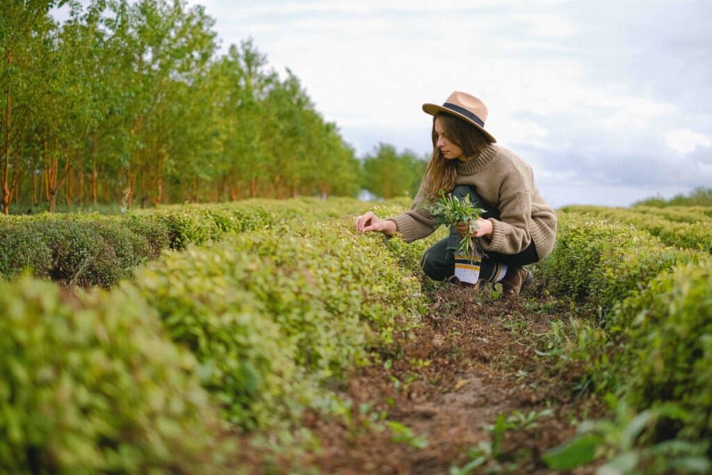 pexels-anna-shvets- etudiante qui fait la cueillette - cuisiner les plantes sans faire exploser son budget