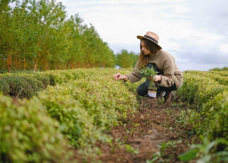 pexels-anna-shvets- etudiante qui fait la cueillette - cuisiner les plantes sans faire exploser son budget