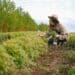 pexels-anna-shvets- etudiante qui fait la cueillette - cuisiner les plantes sans faire exploser son budget