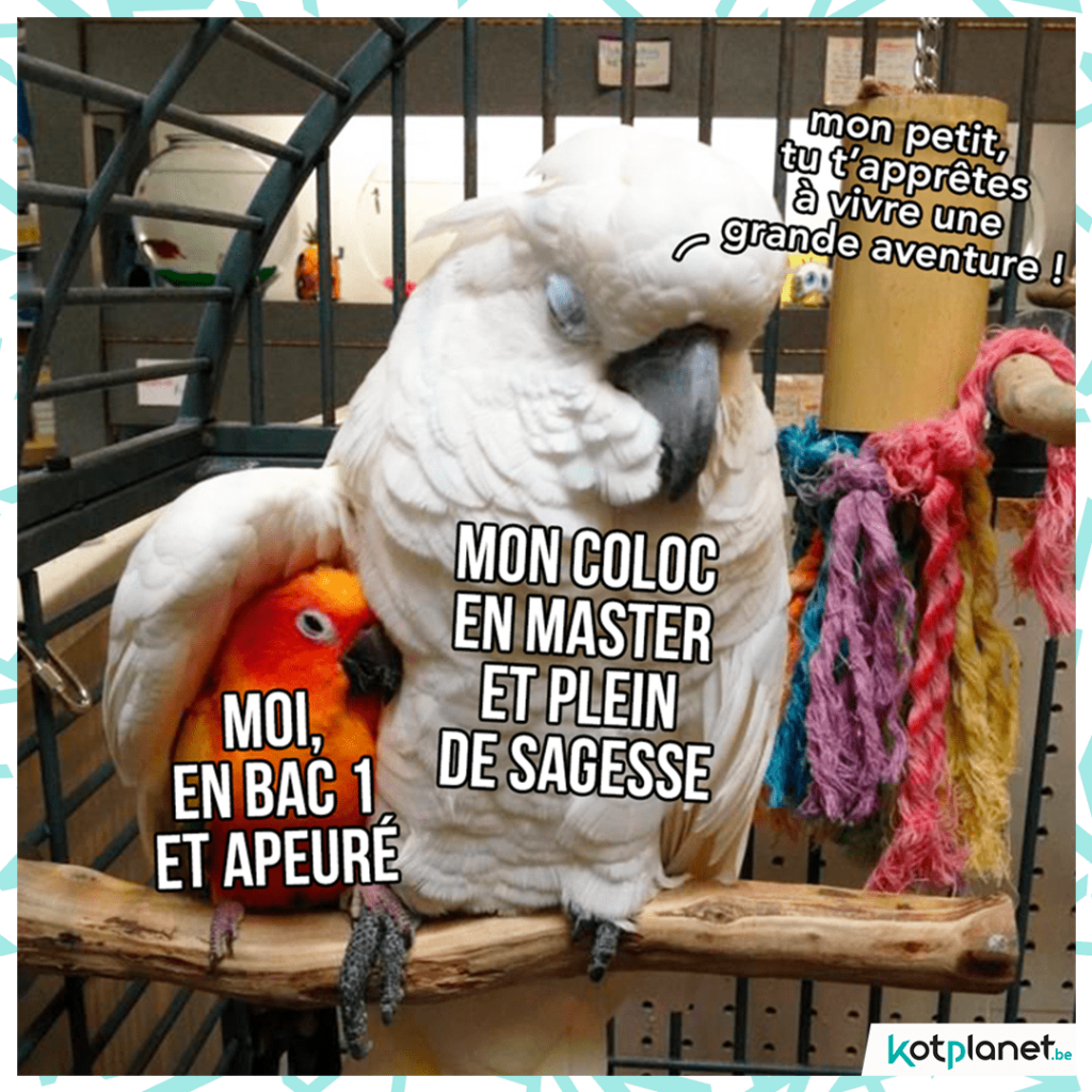 meme-coloc-master-sagesse
