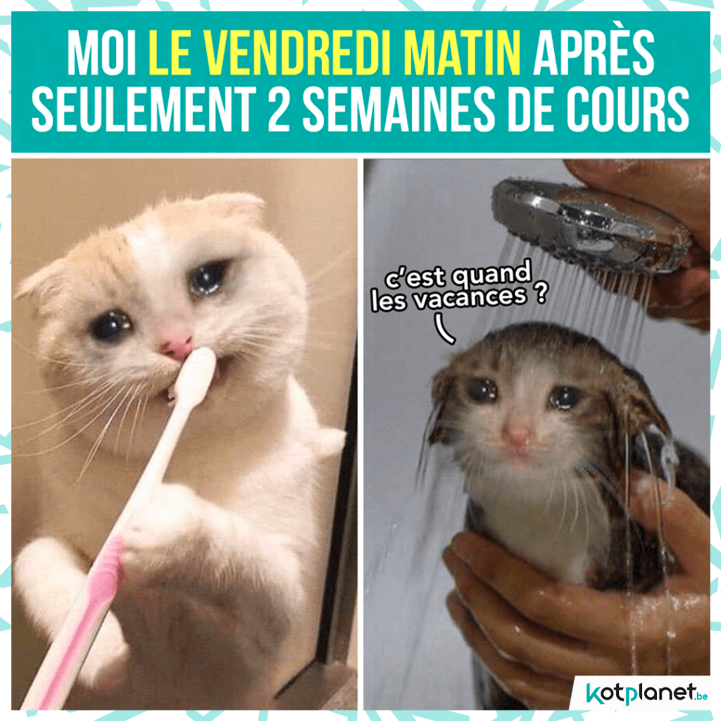 meme-vendredi-matin