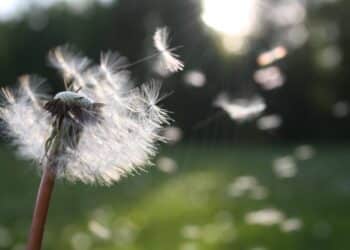 pexels-nita-L'UCLouvain fait appel à des bénévoles pour collecter des fleurs et leur pollen