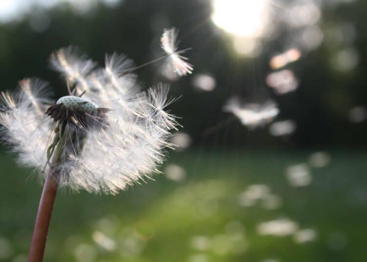 pexels-nita-L'UCLouvain fait appel à des bénévoles pour collecter des fleurs et leur pollen