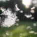 pexels-nita-L'UCLouvain fait appel à des bénévoles pour collecter des fleurs et leur pollen