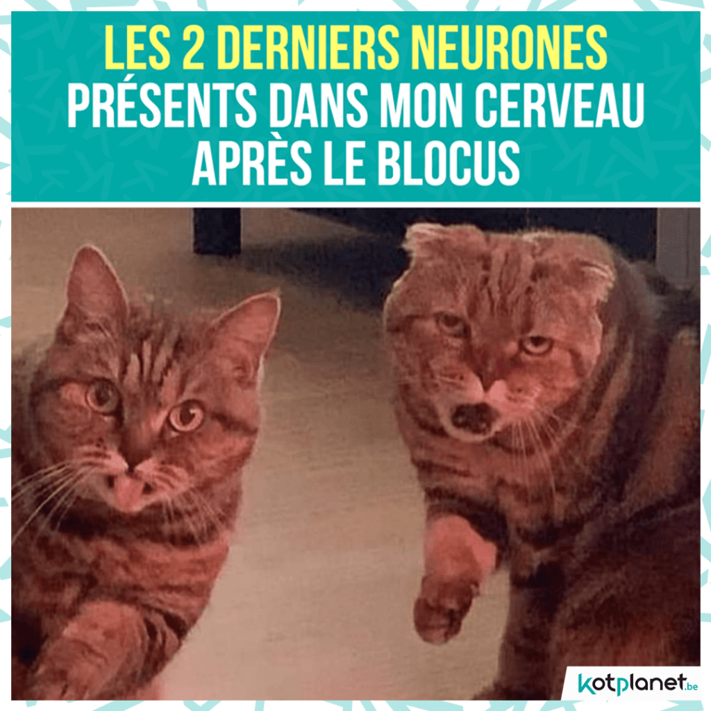 meme 2 derniers neurons blocus