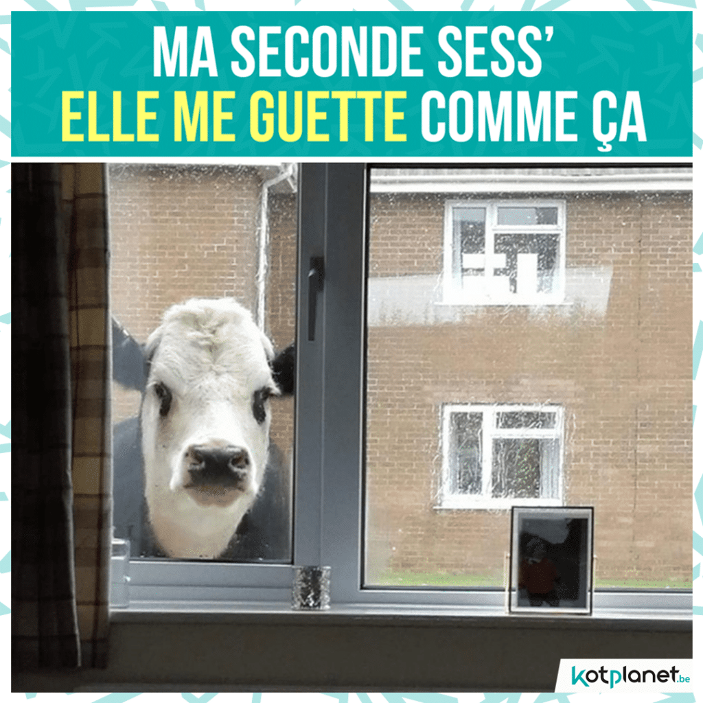 meme-seconde-sess-guette-vache