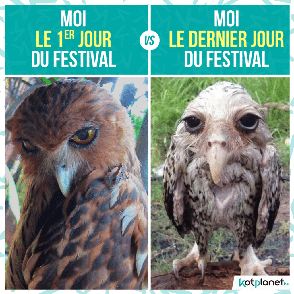 meme-jour-festival-vs
