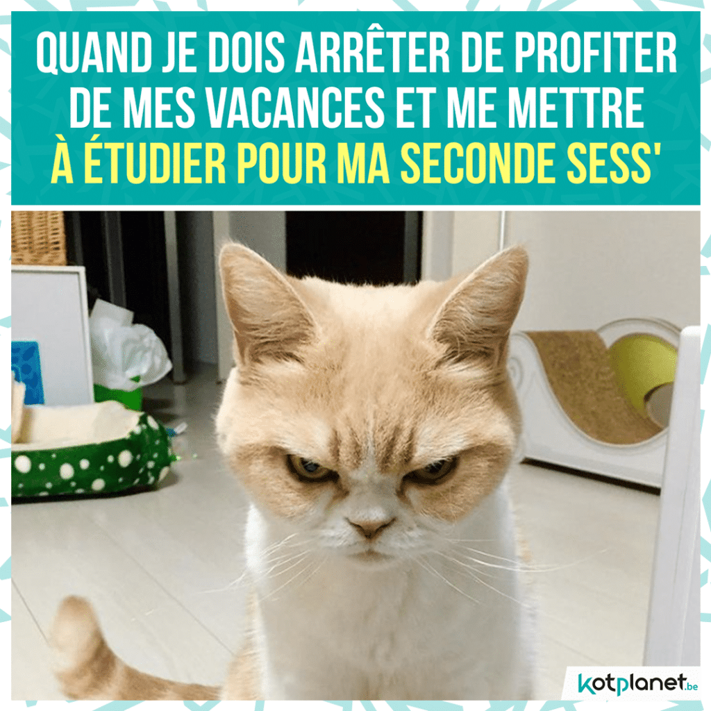 meme-arreter-profiter-vacances-etudier