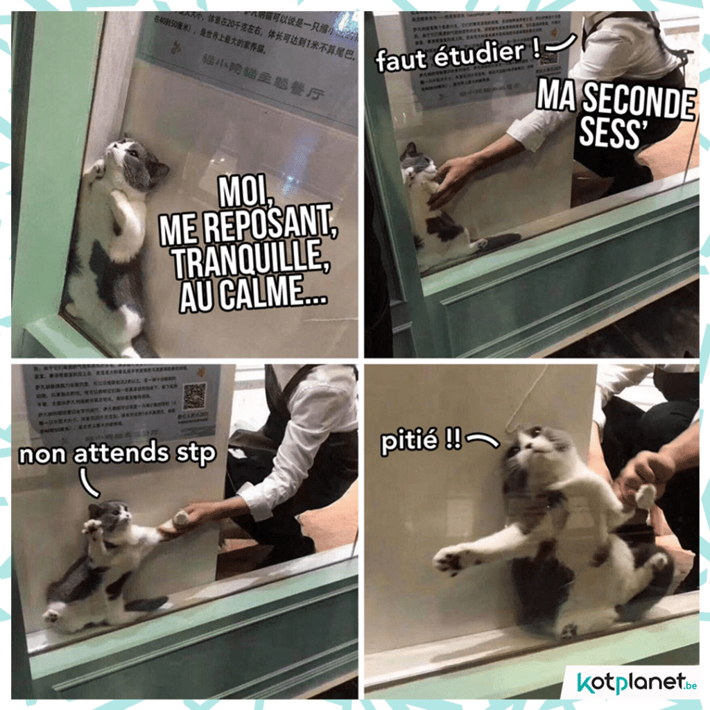 meme-moi-reposant-tranquille