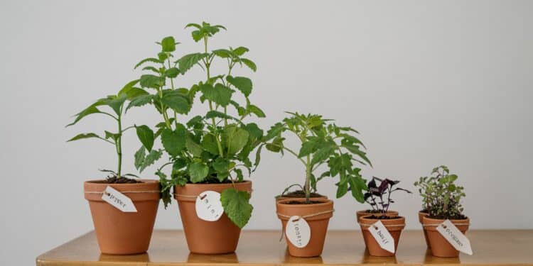 pexels-cottonbro-studio-potager d'intérieur - Comment faire un potager dans ton kot ?