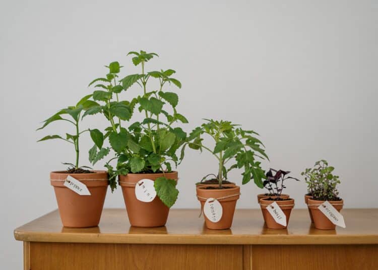 pexels-cottonbro-studio-potager d'intérieur - Comment faire un potager dans ton kot ?