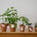 pexels-cottonbro-studio-potager d'intérieur - Comment faire un potager dans ton kot ?