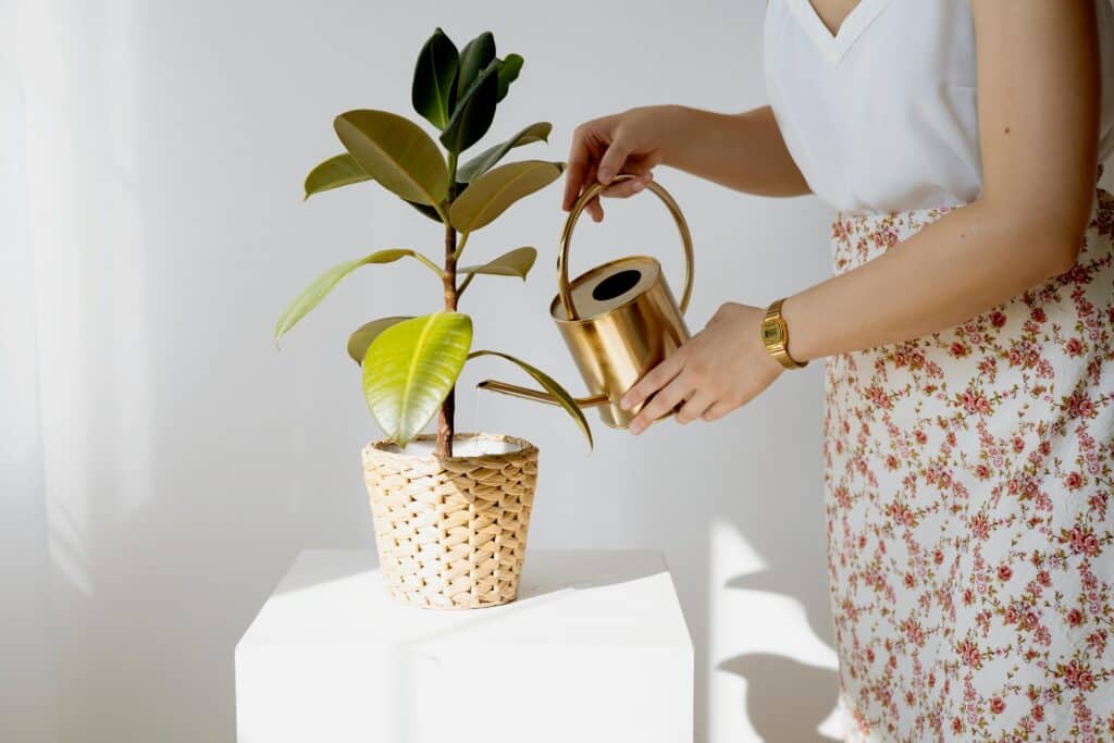pexels-anna-nekrashevich-étudiante qui arrose une plante verte-Comment bien entretenir ses plantes au kot ?