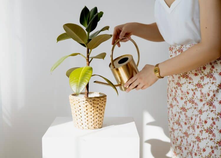 pexels-anna-nekrashevich-étudiante qui arrose une plante verte-Comment bien entretenir ses plantes au kot ?