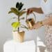 pexels-anna-nekrashevich-étudiante qui arrose une plante verte-Comment bien entretenir ses plantes au kot ?