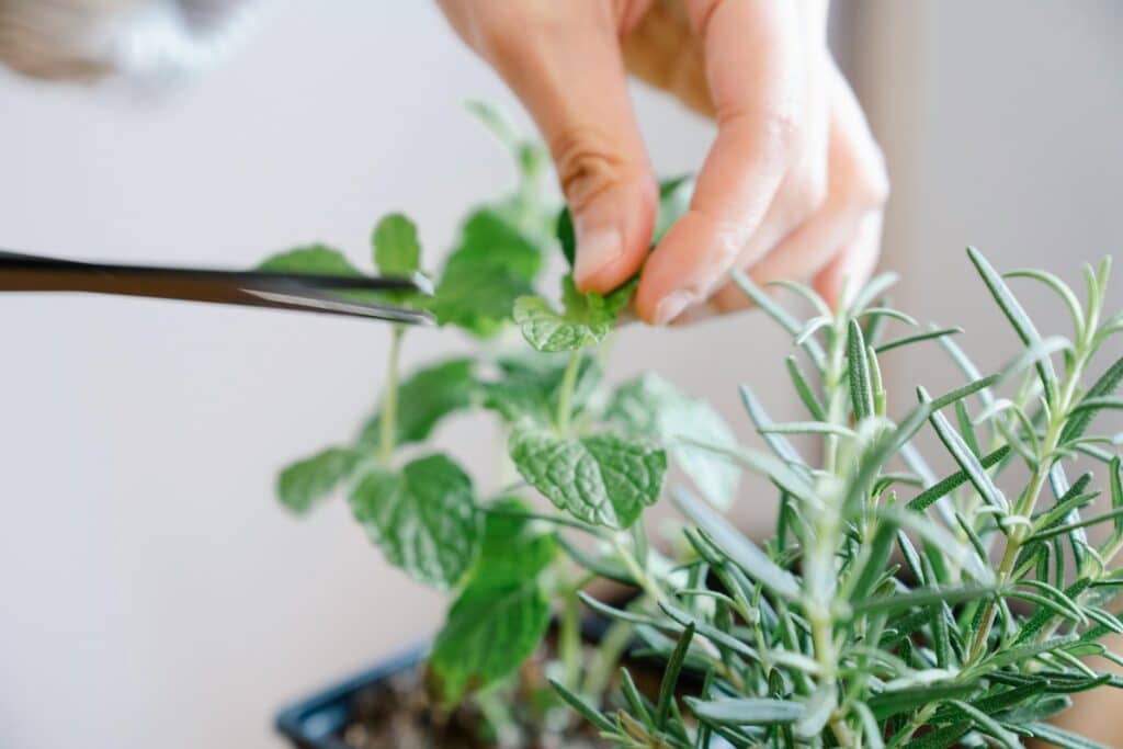 pexels-felicity-tai-personne qui coupe du basilic et du romarin au ciseau-7 plantes aromatiques pour cuisiner au kot