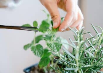 pexels-felicity-tai-personne qui coupe du basilic et du romarin au ciseau-7 plantes aromatiques pour cuisiner au kot